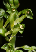 Ορχιδεα (Neottia ovata) στον Ολυμπο
