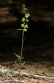 Ορχιδεα (Epipactis microphylla) στη Παρνηθα