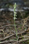 Η φθινοπωρινης ανθησης, ορχιδεα, Spiranthes spiralis στο Σουνιο