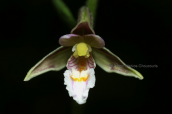 Epipactis palustris στο φαραγγι του Βικου
