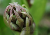Ορχιδεα (Himantoglossum robertianum) στο Σχινια