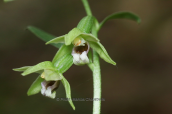Epipactis gracilis στο Γραμμο