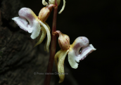 Epipogium aphyllum στο Γραμμο