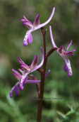 Orchis sitiaca στη Κρητη