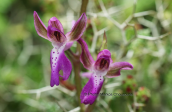 Orchis sitiaca στη Κρητη