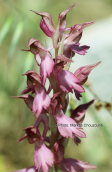 Anacamptis sancta στη Ροδο