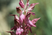 Anacamptis sancta στη Ροδο