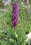 Ορχιδεα (Orchis mascula) στο Φαλακρο