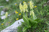 Ορχιδεες (Orchis pallens) στο Φαλακρο
