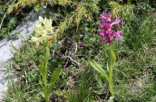 Ορχιδεες (Dactylorhiza sambucina) στο Φαλακρο
