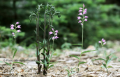 Cephalanthera rubra και Epipactis microphylla στη Παρνηθα
