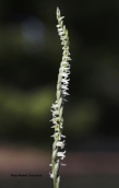 Spiranthes spiralis στην Αττικη