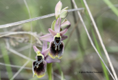 Υβριδιο Ophrys tenthredinifera X Ophrys aesculapii στο Σχινια