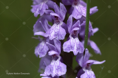 Dactylorhiza pindica στα Βαρδουσια