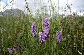 Dactylorhiza pindica στα Βαρδουσια
