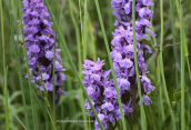 Dactylorhiza pindica στα Βαρδουσια