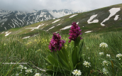 Ορχιδεες (Dactylorhiza sambucina) στα αλπικα λιβαδια του Γραμμου