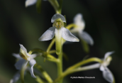 Platanthera bifolia στην Ηπειρο