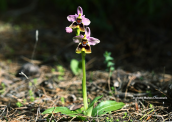 Ophrys tenthredinifera στην Παρνηθα