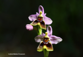 Ophrys tenthredinifera στην Παρνηθα