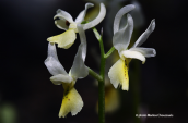 Orchis pauciflora στη Παρνηθα