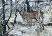 Ελαφια στη Παρνηθα, Κοκκινο ελαφι Παρνηθα Cervus elaphus Red deer Parnitha mountain, Κοκκινο ελαφι Παρνηθα Cervus elaphus Red deer Parnitha mountain