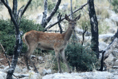 Νεαρο κοκκινο ελαφι, Κοκκινο ελαφι Παρνηθα Cervus elaphus Red deer Parnitha mountain, Red deer Cervus elaphus Parnitha mountain Παρνηθα Κοκκινο ελαφι