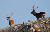 Αρσενικα ελαφια στις πλαγιες της Παρνηθας, Κοκκινο ελαφι Παρνηθα Cervus elaphus Red deer Parnitha mountain, Κοκκινο ελαφι Παρνηθα Cervus elaphus Red deer Parnitha mountain