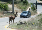 Αρσενικο ελαφι στη Παρνηθα αδιαφορει για τα αυτοκινητα που περνουν, Κοκκινο ελαφι Παρνηθα Cervus elaphus Red deer Parnitha mountain, Κοκκινο ελαφι Παρνηθα Cervus elaphus Red deer Parnitha mountain
