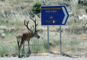 Χωρις λογια, Κοκκινο ελαφι Παρνηθα Cervus elaphus Red deer Parnitha mountain, Κοκκινο ελαφι Παρνηθα Cervus elaphus Red deer Parnitha mountain