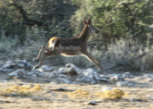 Ελαφακι στη Παρνηθα, Κοκκινο ελαφι Παρνηθα Cervus elaphus Red deer Parnitha mountain, Κοκκινο ελαφι Παρνηθα Cervus elaphus Red deer Parnitha mountain