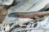 Σαυρα της ρουμελης (Algyroides nigropunctatus) στις λιμνες των Πρεσπων