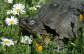 Κρασπεδωτη χελωνα (Testudo marginata)