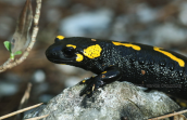 Σαλαμάνδρα (Salamandra salamandra) στον Ολυμπο