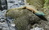 Σαυρα της ρουμελης (Algyroides nigropunctatus) στη χαραδρα του Αωου