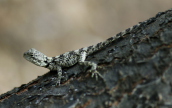 Κροκοδειλακι (Stellagama stellio) στη Μυκονο