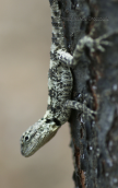 Κροκοδειλακι (Stellagama stellio) στη Μυκονο