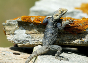Κροκοδειλακι (Stellagama stellio)