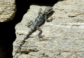 Κροκοδειλακι (Stellagama stellio) στη Δηλο