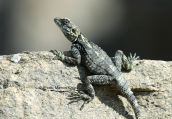 Κροκοδειλακι (Stellagama stellio) στη Δηλο