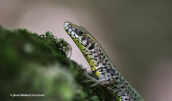 Γραικόσαυρα (Hellenolacerta graeca) στη Μεσσηνια