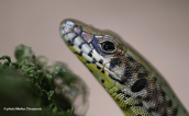 Γραικόσαυρα (Hellenolacerta graeca) στη Μεσσηνια