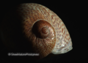 Κοχυλια-Natica stercusmuscarum, Shells-Natica stercusmuscarum, Κοχυλια Shells Natica stercusmuscarum