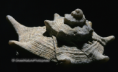 Κοχυλια-Murex brandaris, Shells-Murex brandaris, Shells Murex brandaris Κοχυλια