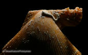 Κοχυλια-Chlamys varia, Shells-Chlamys varia, Κοχυλια Shells Chlamys varia