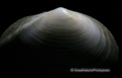 Κοχυλια-Angulus planatus, Shells-Angulus planatus, Κοχυλια Shells Angulus planatus