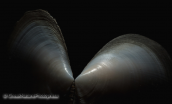 Κοχυλια-Angulus planatus, Shells-Angulus planatus, Κοχυλια Shells Angulus planatus