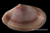 Κοχυλια-Tellina incarnata, Shells-Tellina incarnata, Κοχυλια Shells Tellina incarnata