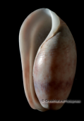 Κοχυλια-Bulla striata, Shells-Bulla striata, Κοχυλια Shells Bulla striata