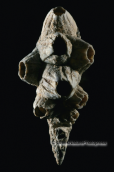 Κοχυλια, Shells, Shells Κοχυλια